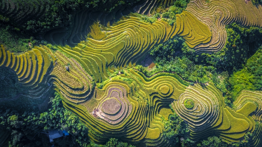laocai