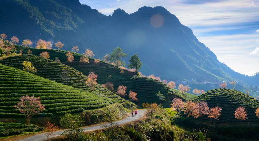 lao cai