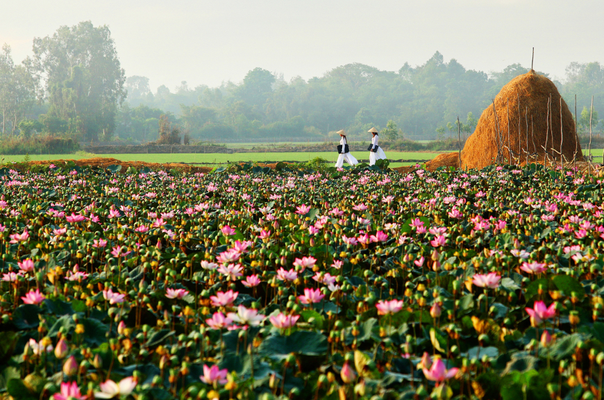 lotus