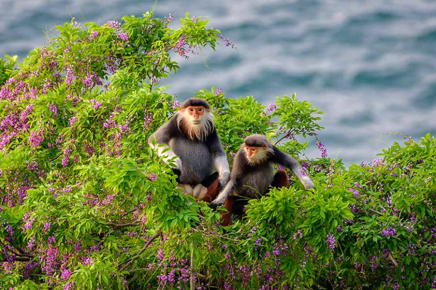 langurs