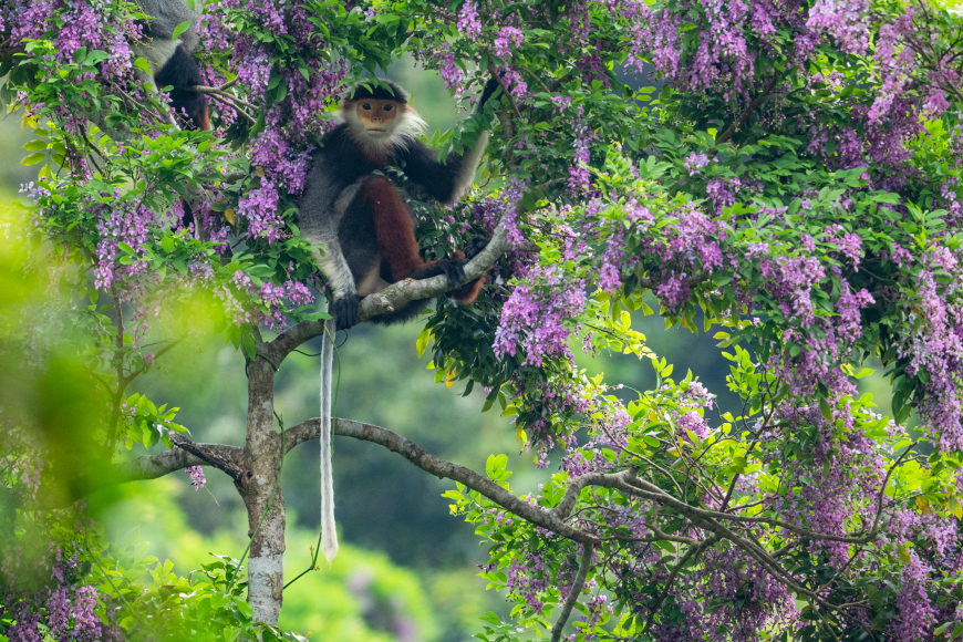 Red-shanked douc langurs 